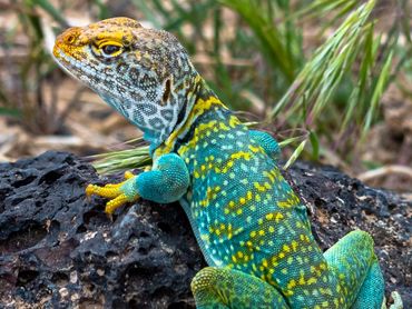 Collared Lizard
