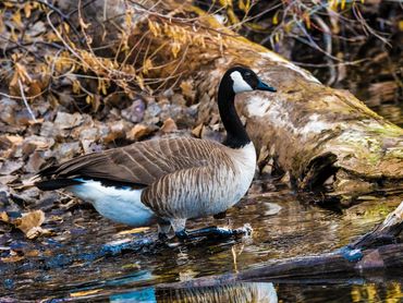 Jon's Wildlife Photos