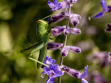 Grasshopper On Russian Sage Flower
