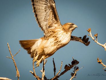 Jon's Wildlife Photos