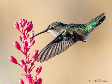 Jon's Wildlife Photos