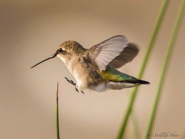 Jon's Wildlife Photos