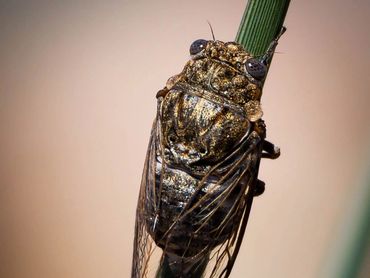 Cicada