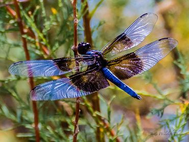 Dragonfly
