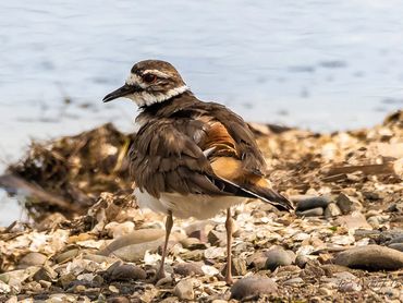 Jon's Wildlife Photos