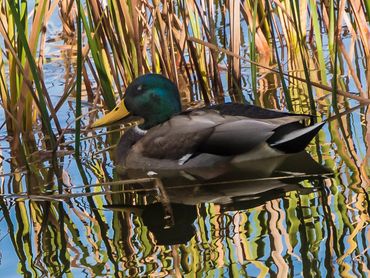 Jon's Wildlife Photos