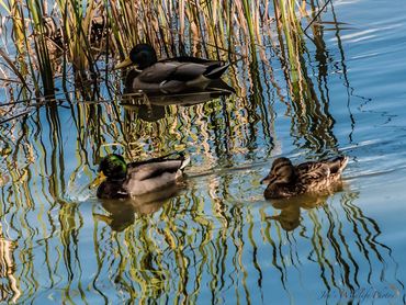 Jon's Wildlife Photos