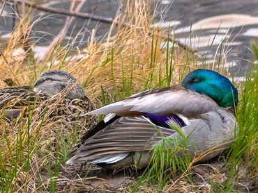 Jon's Wildlife Photos