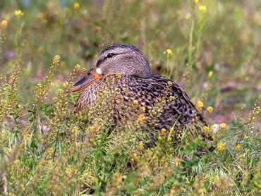 Jon's Wildlife Photos