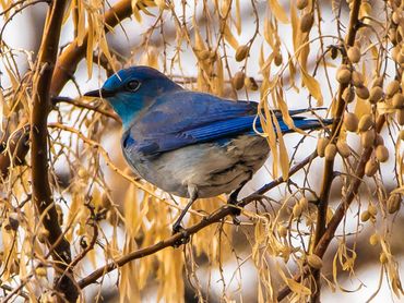 Jon's Wildlife Photos