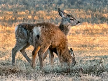 Mue Deer Fawns (twins)

