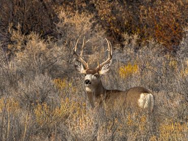 Mule Deer 4x4