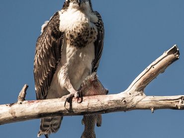 Jon's Wildlife Photos