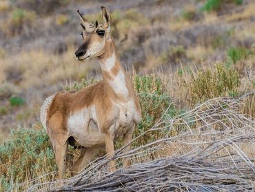 Pronghorn 