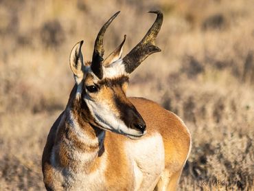 Pronghorn buck