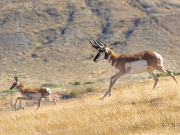 Pronghorn Buck And Fawn Racing Across Valley