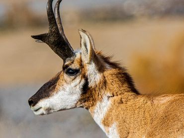 Pronghorn Buck Head Profile