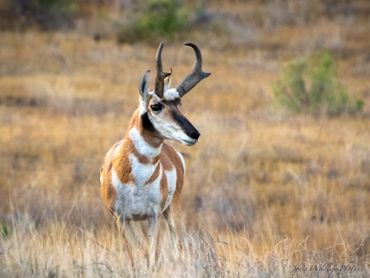 Pronghorn Buck Looking Over The Field