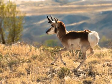 Pronghorn Buck Running Along Crest Of Hill