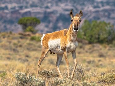 Pronghorn Doe Coming In
