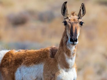 Pronghorn Doe Profile
