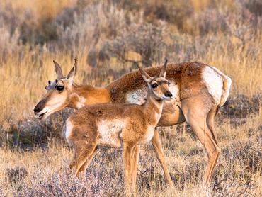 Pronghorn Doe With Fawn