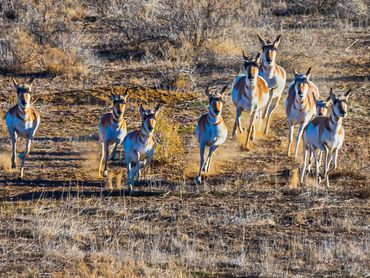 Pronghorn Does Running Up The Hill