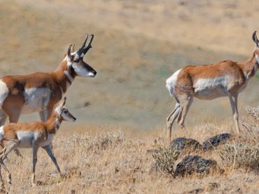 Pronghorn Family Standing On Crest Of Hill