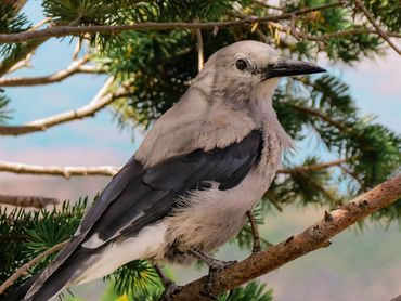 Jon's Wildlife Photos