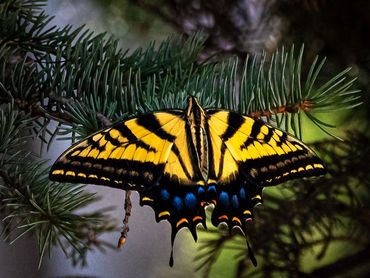 Swallowtailed Butterfly
