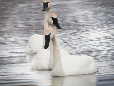 Jon's Wildlife Photos