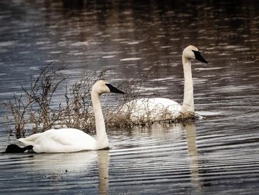 Jon's Wildlife Photos