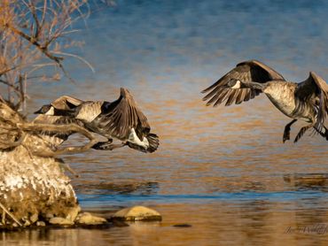 Jon's Wildlife Photos