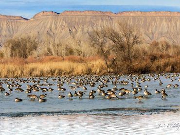 Jon's Wildlife Photos