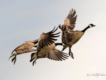 Jon's Wildlife Photos