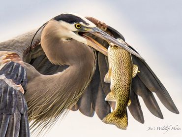Blue Heron With Rainbow Trout
