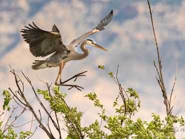 Blue Heron Landing In Top Of Tree