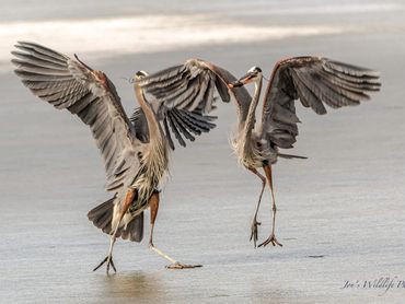 Blue Heron Fish Fight