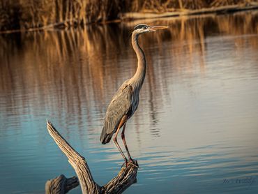 Blue Heron Perched On Dead Limb Surveying The Lake Late Afternoon, Mid February