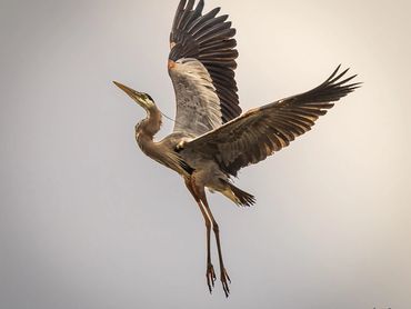 Blue Heron Profile In The Air