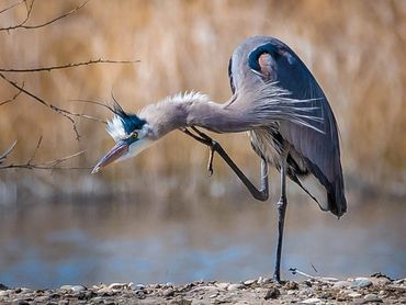 Blue Heron With An Itch 1