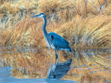 Blue Heron Wading Around The Ice