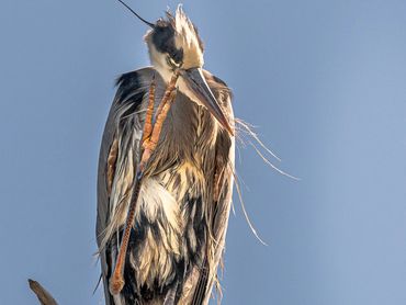 2004 Blue Heron With Foot To Face001