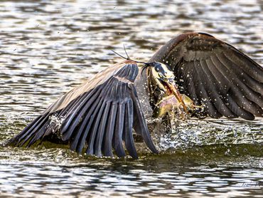 Blue Heron Coming Out Of Water With Trout