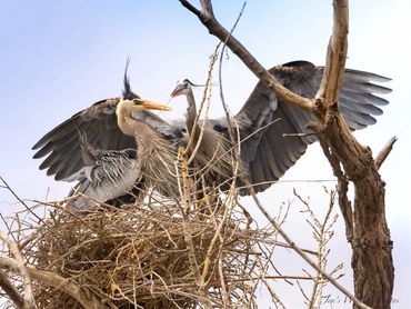 Blue Herons nest building