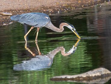 Blue Heron Fishing