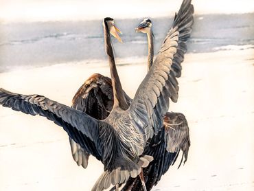 Blue Herons Having A Discussion