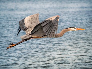 Blue Heron Flying Across Lake