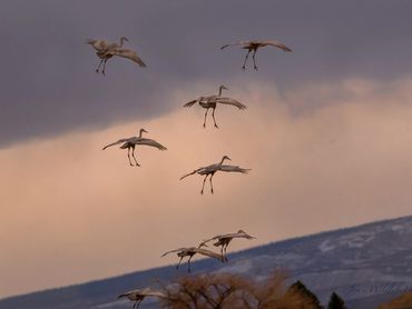 2011 Sandhill Cranes Coming In Flaps Down Wings Spread001