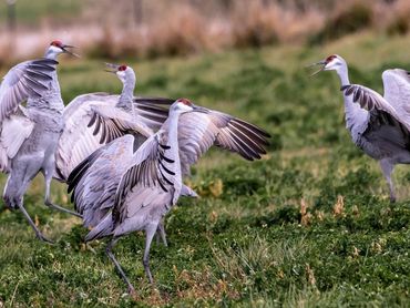 Sandhill Cranes